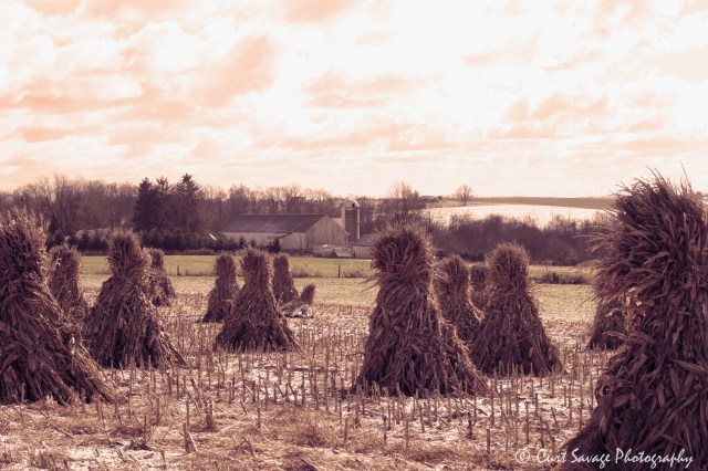 sepia-corn-stacks-jpeg-with-watermark