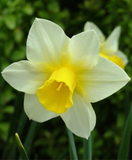 narcissus